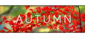 

Autumn